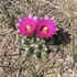 2025 Botany Walks icon