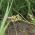 Carex of the Quad Cities Region icon