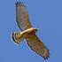 Birds of Waukesha Wisconsin icon