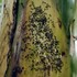 Exotic ants in Austria icon