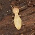 Gage Lab Termite Collections icon