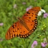 2025 Fall Coastal Georgia Butterfly Count icon
