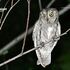 Scops owl in Central Asia icon
