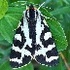 Biodiversity of the Rhön Mountains icon