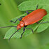 Coleoptera of Suceava icon