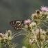Lepidoptera of Uttarakhand 24-04-2025 to 5-5-2025 icon