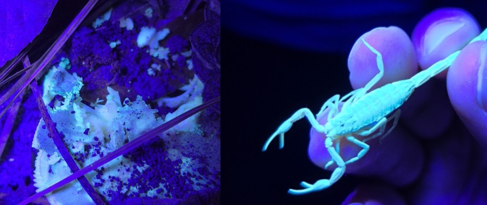 Biofluorescence of Louisiana · iNaturalist