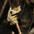 Borneo: SARAWAK - amphibians and reptiles icon