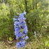 Trailside Native Plants in Wasatch and Summit County - USU Extension icon