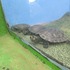 Animales del Zoológico de Tipon icon