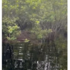 Week 4 Plant Community Survey – Burke County Wetland icon