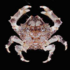 DAUNPAPUA | Deep-sea research cruise in PNG icon