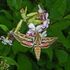 Nectaring Plants of Lepidoptera in Iran icon