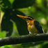 Biodiversity of 5 Southern-Border Provinces of Thailand icon