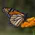 Charleston Butterfly Blitz 2025 icon