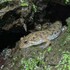 Salamanders in the Mainspring Service Area icon