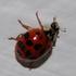 Harlequin Lady Beetles in Africa icon