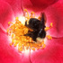 Backyard Pollinators Bay Area icon
