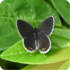 Ancient Oaks icon