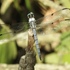 Odonata of DC (Dragonflies and Damselflies) icon