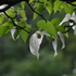 Sichuan Plants四川植物 icon