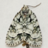 Moths of Montezuma NWR icon