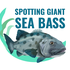 Giant Sea Bass icon