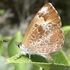 Butterflies of Lambton County icon