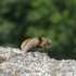 Turmbalz: Hilltopping-Insekten im Schwarzwald und Kaiserstuhl icon