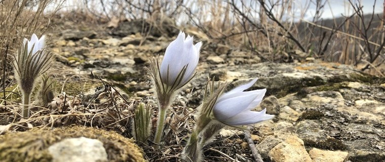 Rogala Prairies · iNaturalist