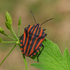 Heteroptera of Azerbaijan icon
