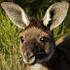 Flora and Fauna of South Australia icon