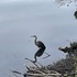 Cochichewick River biodiversity - Sutton, Osgood, Stevens Ponds - North Andover MA icon