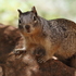 Tagged ZNP Rock Squirrels icon