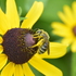 Bees of the Quad Cities Region icon