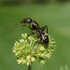 Ants of the Quad Cities Region icon