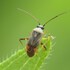 True Bugs of the Quad Cities Region icon