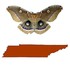 Moths of Tennessee icon