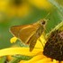 Butterflies of the Quad Cities Region icon