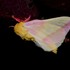 Atlas des papillons de nuit du Québec icon