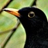 Lincoln University campus bird surveys icon