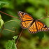 Northeast Louisiana Flora, Fauna &amp; Funga icon