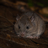Mammals of Greater Mindanao icon
