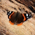 The Wildlife of Buckinghamshire icon