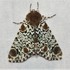 Lepidoptera of Algonquin icon