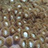 Speyside Tobago Marine Life icon