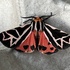 Moths of Lambton County, Ontario icon