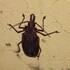 Zoologia dos Metazoários ll - 2025.1 icon