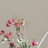 Dragonflies of the Northern Great Plains icon