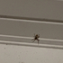 Orb-Weaver Acoustic Response Field Study – Virginia icon